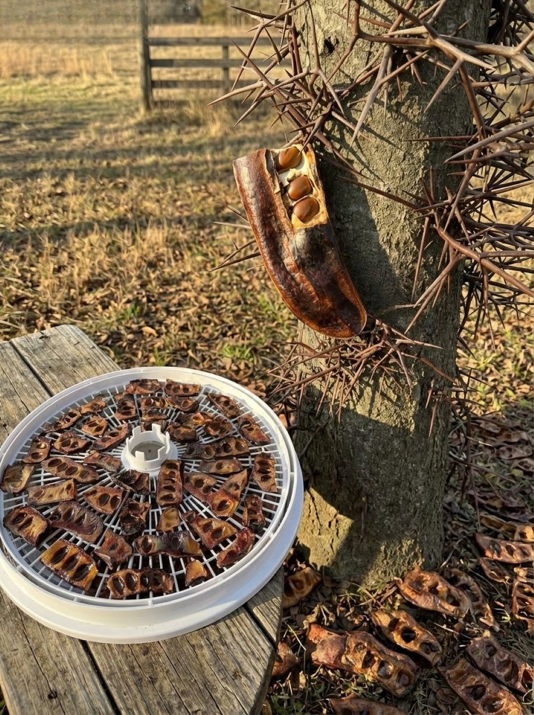 The Hidden Value of a Common Tree