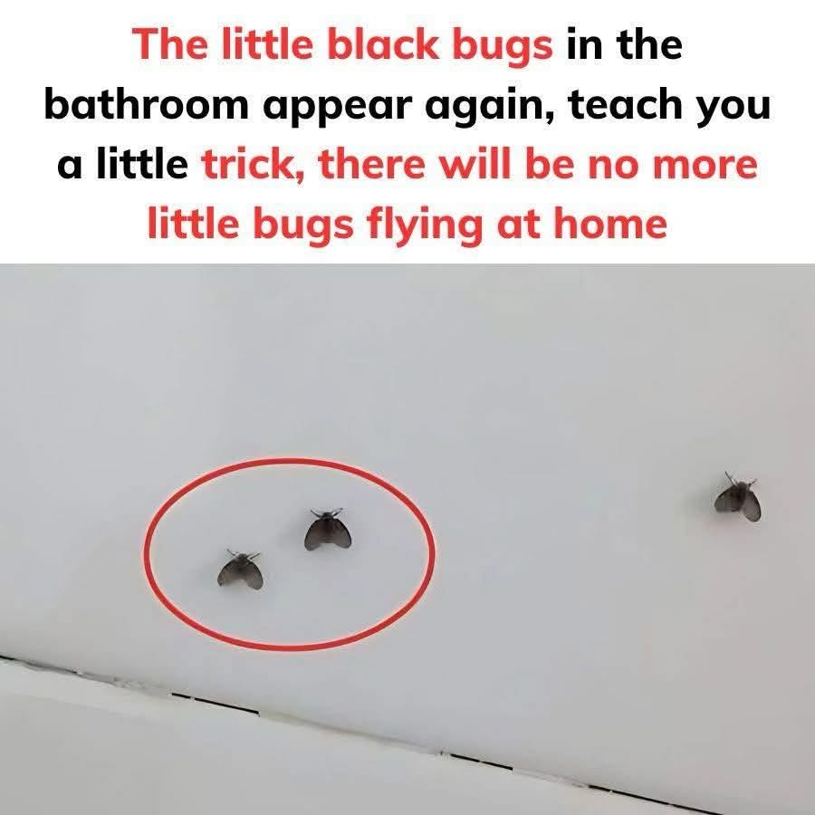 Dealing with 10 Common Bathroom Pests