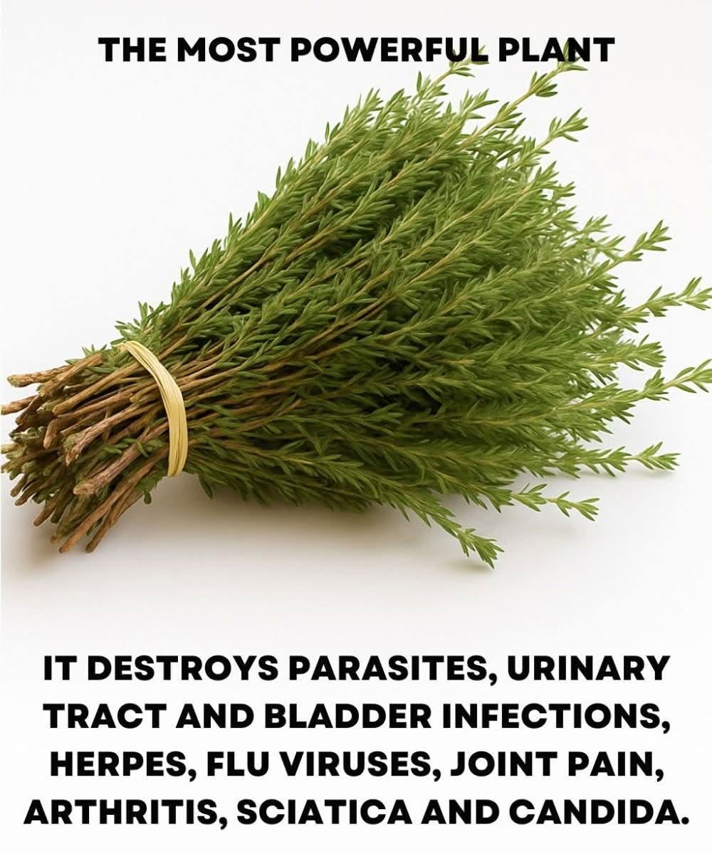 It is among the most powerful plants in the world