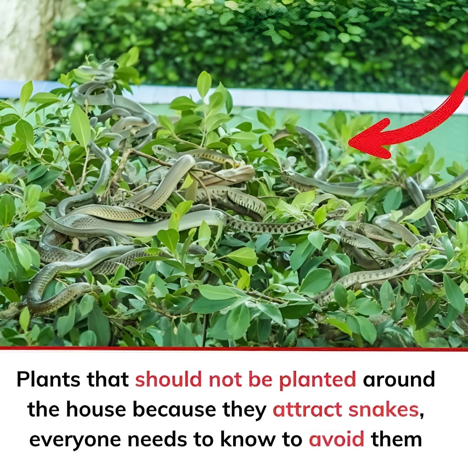 Plants that should not be planted around the house because they attract snakes, everyone needs to know to avoid them. Check the 1st comment