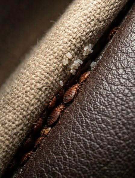 Sofa Surprise: The Strange Thing I Found Hidden in My Couch — And Why It Wasn’t What I Feared