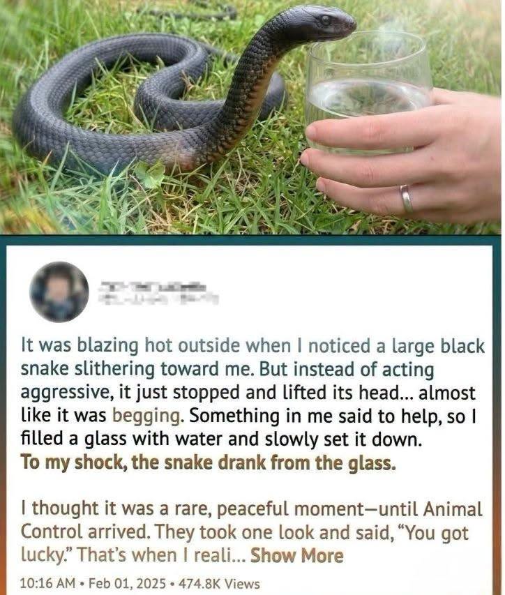 Wild Snake “Begged” Me for Water—But When Animal Control Realized…