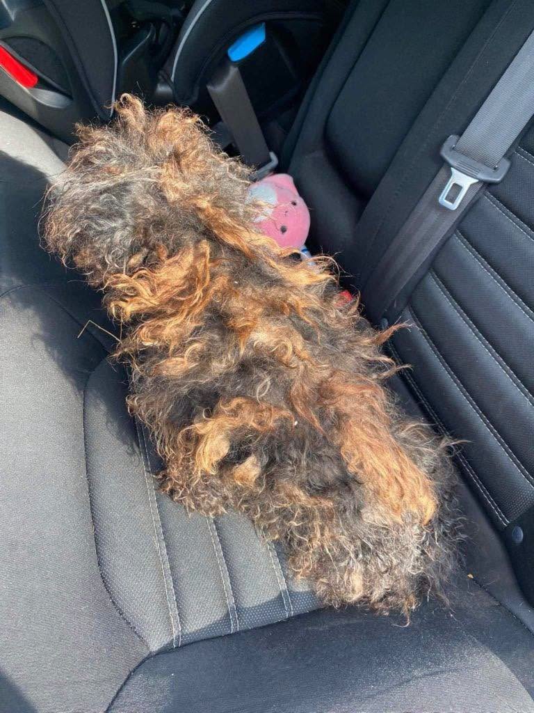 The Miraculous Rescue Of A Forgotten Dog Who Was Literally Fading Away Before Our Eyes