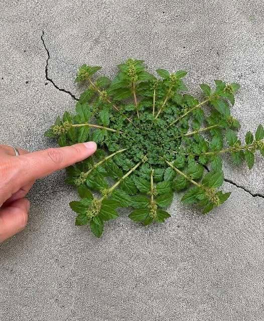 Just one leaf of this plant is worth a gold mine!