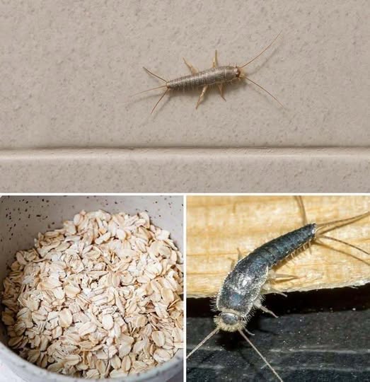 Found Silverfish in Your Home?