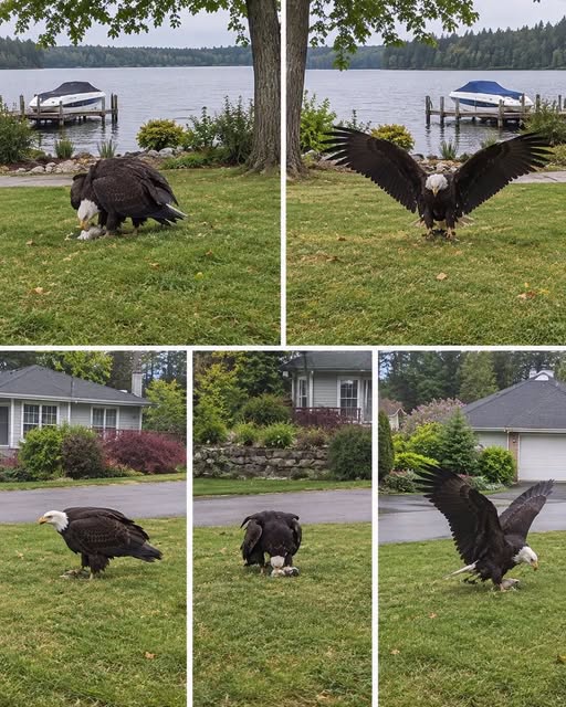 Giant Eagle captured in Bro!